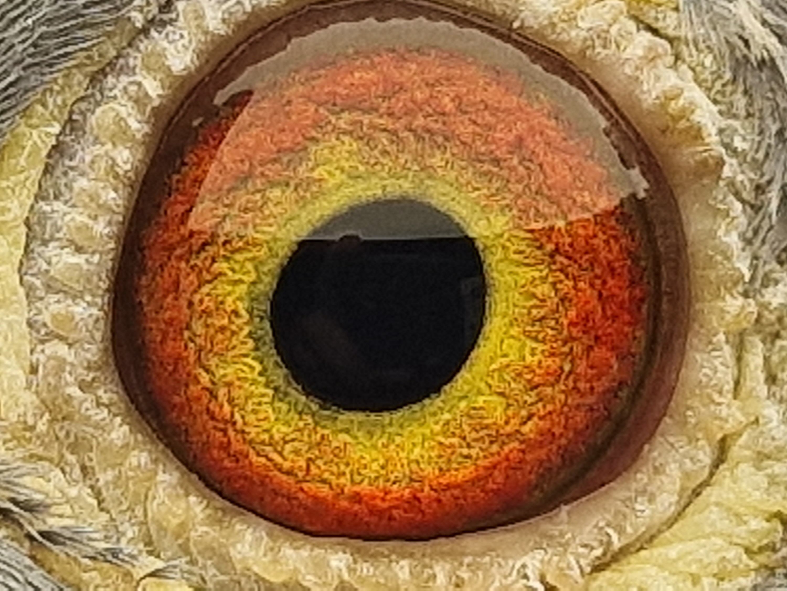 Pigeon eye